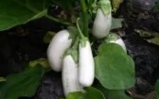 БІЛА ЛІЛІЯ (ПЕРСПЕКТИВНИЙ) 