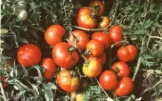 Кременчуцький 