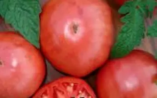 МАЛИНОВЕ ВІКАНТЕ