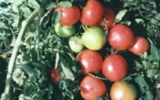 МАЛИНОВИЙ ДЗВІН 