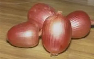 АМФОРА.