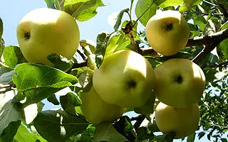 Папировка (Алебастровое, Белый налив, Прибалтийское)