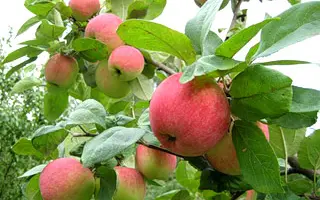 Слава Победителям