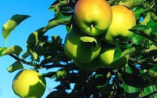 Голден Делишес