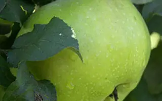 Синап орловский