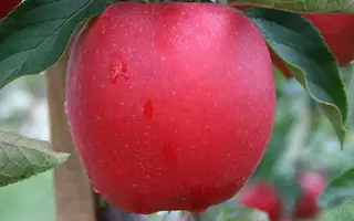 Юбилей Москвы