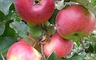 Айдаред / Aidared