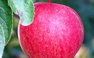 Хоней Крисп 