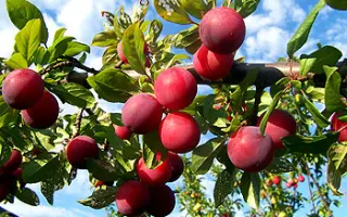 Ренклод Альтана