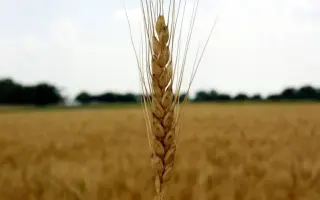 Видрада