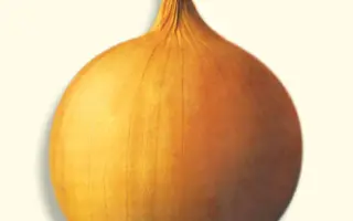 АРЕНАЛ F1 / ARENAL F1