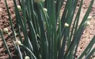 ПРИЛІПСЬКИЙ 