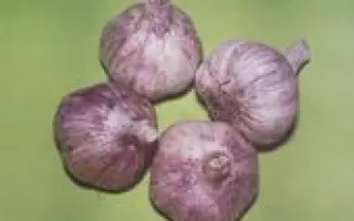 ДЮШЕС. Озимий 