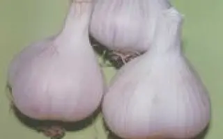 МЕРЕФ’ЯНСЬКИЙ БІЛИЙ. Озимий 