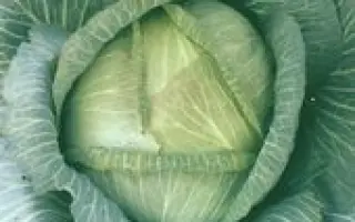 БІЛОСНІЖКА / БЕЛОСНЕЖКА