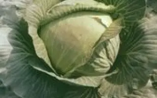 ХАРКІВСЬКА ЗИМОВА / ХАРЬКОВСКАЯ ЗИМНЯЯ