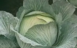 УКРАЇНСЬКА ОСІНЬ / УКРАИНСКАЯ ОСЕНЬ