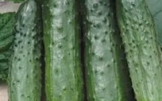 Карамболь F1