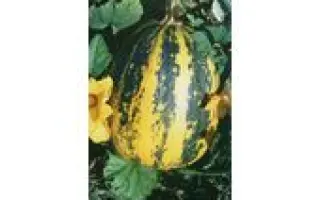 МОЗОЛІЇВСЬКИЙ 15 