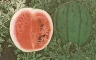 БОРЧАНСЬКИЙ 