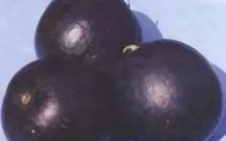 ЧОРНОГОРЕЦЬ 