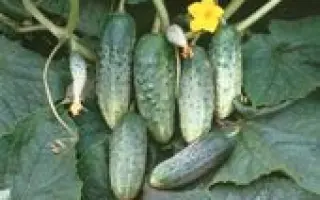 САМОРОДОК F1 