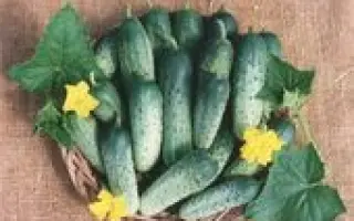 СЛОБОЖАНСЬКИЙ F1 