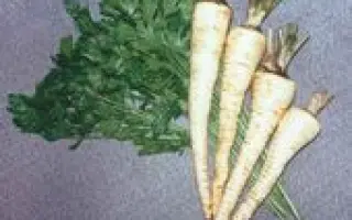 ХАРКІВ’ЯНКА. 