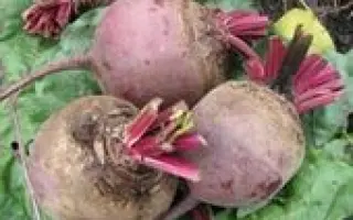 БОРДО ХАРКІВСЬКИЙ 