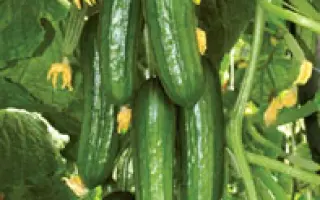 Аль-Бируни F1