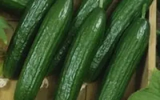 Терминатор F1 