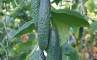 Барселона F1 