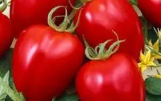 Модератто F1 