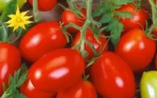 Консерватто F1 