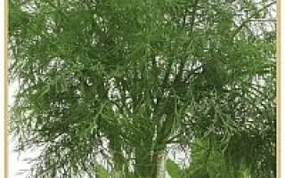 КУТУЗОВСКИЙ