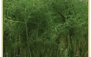 КУТУЗОВСКИЙ