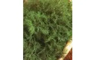 ХАРКІВСЬКИЙ 85. 