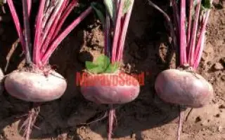 ЄГИПЕТСЬКИЙ ПЛОСКИЙ