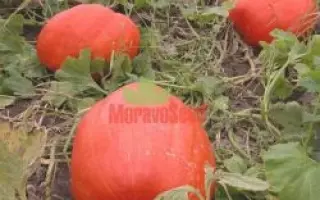 ВЕЛИКОПЛІДНИЙ АТЛАНТ