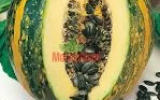 ОЛІЙНИЙ ОЛЬГА