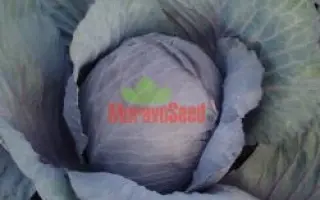 ПОУРОВО ЧЕРВОНА