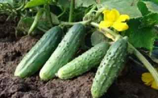 ДЕЗДЕМОНА F1