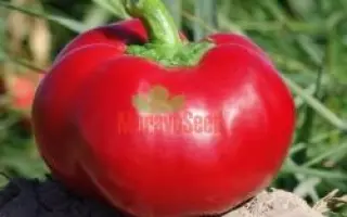 АЛЕКСАНДЕР