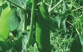 ГОТІВСЬКИЙ