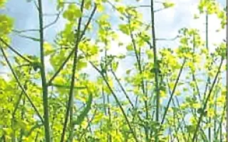 ОПАВА (ОП-БН-07)