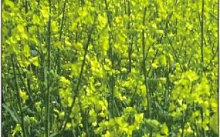 ОКСАНА (ОП-БН-10)