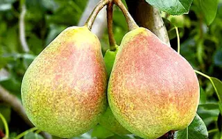 Любимеца Клаппа 