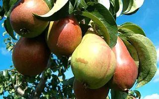 Старкримсон