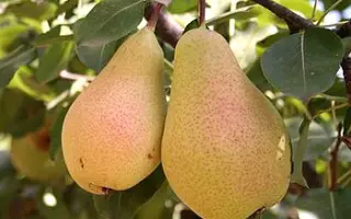 Конференция