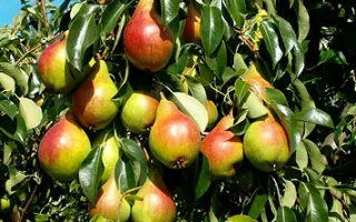 Генерал Кирпонос 